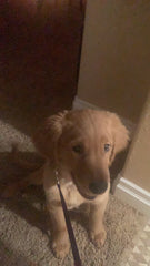 Huggable Plushie "Rosie the Golden Puppy" Pillow - Super Soft 5" Companion Huggable Plushie "Rosie the Golden Puppy" Pillow - Super Soft 5" Companion - Lion Wholesale