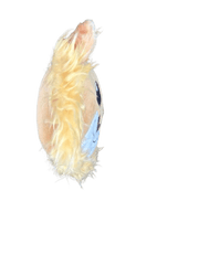 Huggable Soft Plushie "Richard the Lion Hearted" - Lion Pillow 5" - Lion Wholesale